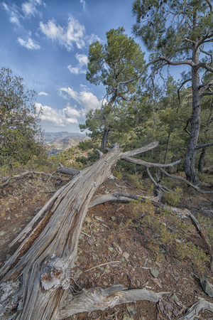 Forest landscape with mountains,  pine trees and a weathered trunk, Troodos national forest park, Cyprus, Greece, Europeの写真素材