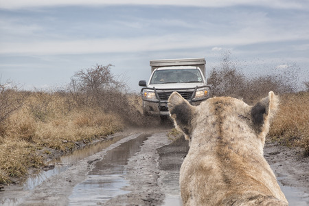 Lion watching a mud splashing off road car on a dirt road in the savanna, travel concept, for safari adventure in africaのeditorial素材