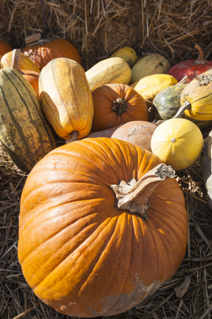 assortment of colorful pumpkins on s bale of hay in harvestの写真素材