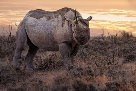 black rhino in the bush at sunrise, Etosha National Park, Namibia, Africaの写真素材