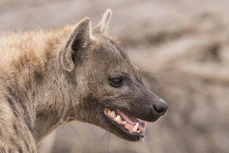 portrait of a hyena with open mouth.の写真素材