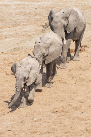 three young elephants walking close together.の写真素材