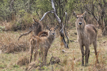 three young waterbucks in the bush, South Africaの写真素材