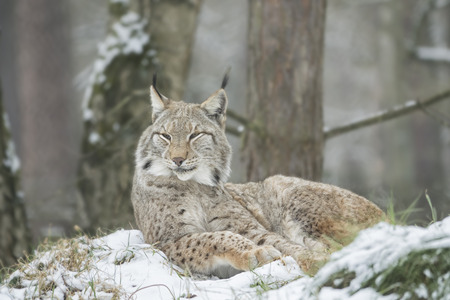 portrait of a resting lynx in winter forestの写真素材