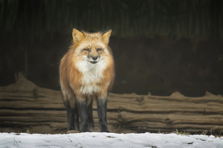 portrait of a standing old fox in winter forestの写真素材