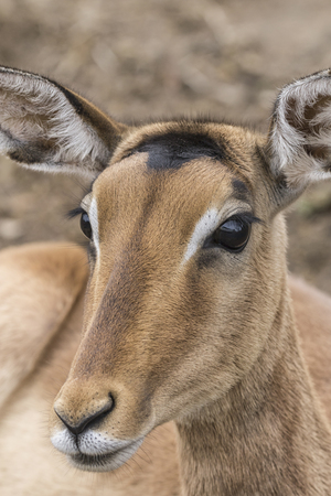 close up of an female impala head, South Africaの写真素材