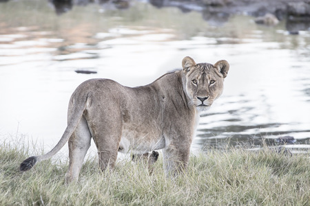 lportrait of a ioness at a waterhole, Etosha National Park, Namibiaの写真素材