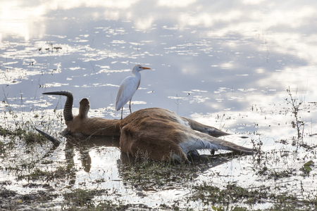 dead impala buck lying in the water with his white cattle egret still at his side, Mahango Game  Reserve, Namibia, Africa, picture 3 of a sequence of 3 picturesの写真素材