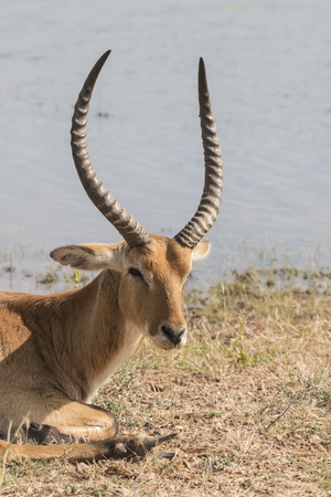 close-up portrait of an old sick impala buck resting at a waterhole a few hours before dying, Mahango Game Reserve, Namibia, Africa,  No. 2 of a sequence of 3 picturesの写真素材