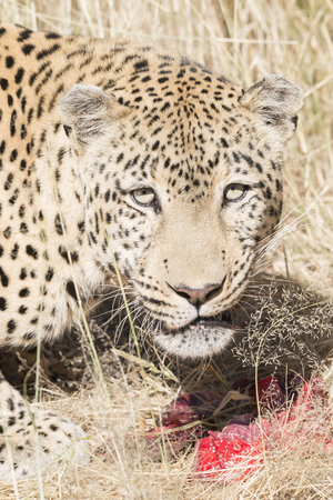 close-up portrait of a leopard with prey in the dry savanna, Africaの写真素材
