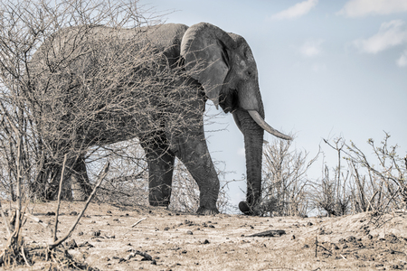 grey elephant bull with big tusk behind a dry bush in the arid Kalahari desert, Botswanaの写真素材