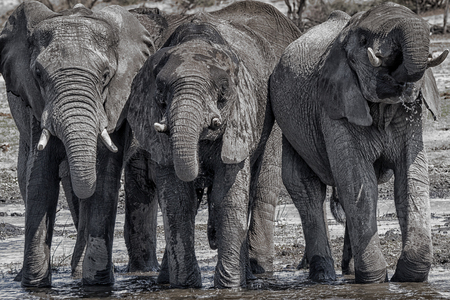 three drinking elephants at a waterhole standing close together, Mahango Game Reserve, Namibia, Africaの写真素材