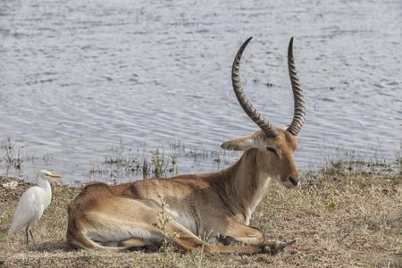 old sick impala buck with his white cattle egret resting at a waterhole a few hours before dying, Mahango Game Reserve, Namibia, Africa, picture 1 of a sequence of 3 picturesの写真素材