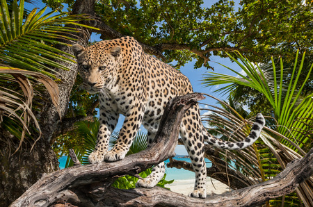 leopard standing on a branch of a tree in the jungle, near beach and sea, Africaの写真素材