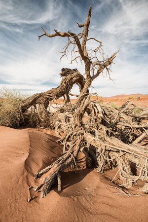 dead tree in the sand ofN amib desert, Namib Naukluft Park, Namibia, Africaの写真素材