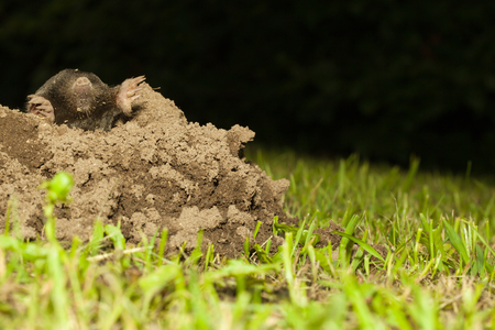 nature background with a mole on top of a molehill in the grass of a garden, concept for gardening or nature conservancyの写真素材