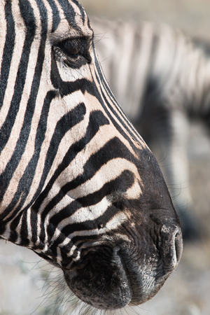 vertical close up portrait of a black and white striped BurchellÂ´s zebra headの写真素材