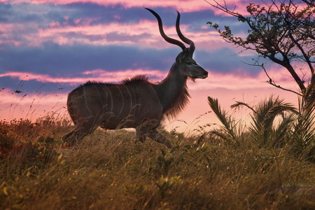 male Kudu buck with big horns in the grassland of iSimangalisu wetland National Park at sunset, South Africaの写真素材