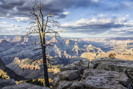 grand canyon south rim landscape with a dead tree in the evening, Arizona, USAの写真素材