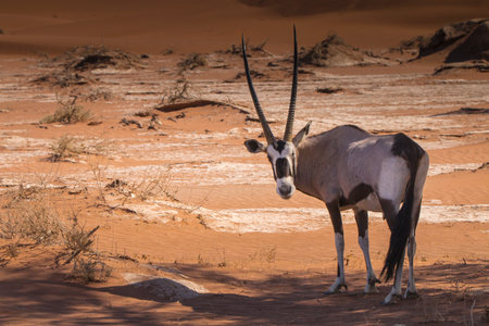 oryx antelope with long horns in the red dunes of Namib desert, Namibia, Africaの写真素材