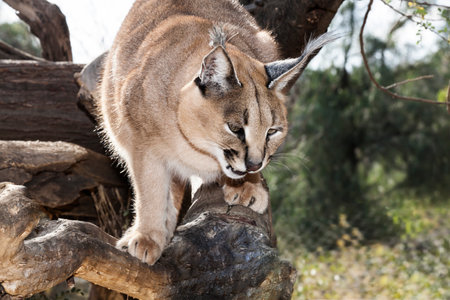 close up portrait of a hunting african caracal or desert lynx climbing on a tree, Etosha National Park, Namibia, Africaの写真素材