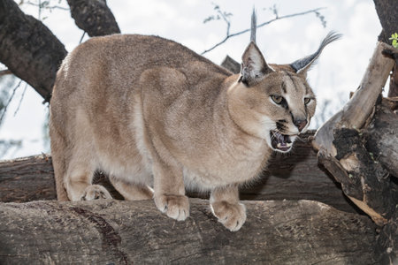snarling caracal with open muzzlesitting on a branch of a tree, South Africaの写真素材