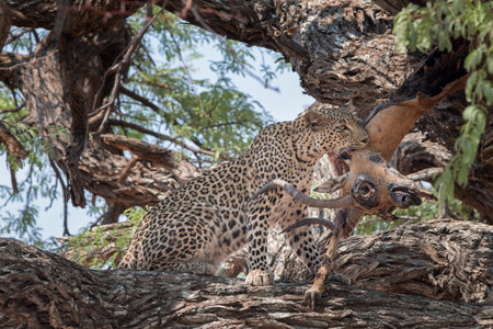 african leopard with impala antelope kill on the branch of a tree, Chobe National Park, Botswana Africaの写真素材