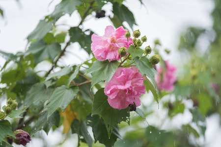 Slow Shutter Speed of Cotton rose flower (Hibiscus mutabilis L) with water drops in rainy dayの写真素材