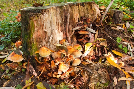 mushroomingの写真素材