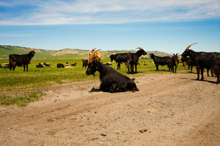 Goats on the steppesの写真素材