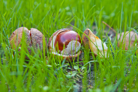 colorful autumn chestnuts on a sunny day