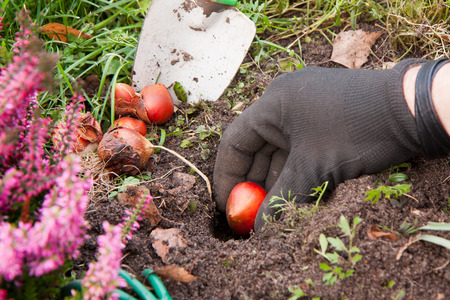 Gardener planting tulip  bulbs out in the garden.の写真素材