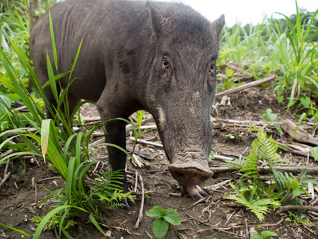 Black wild boar by the river looking for something to eatの写真素材