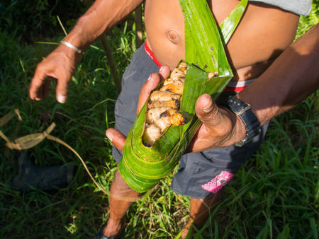 The jungle, Indonesia - January 14, 2015: A local carries eatable white larvae wrapped in a  banana tree leaf. This is a great treat thereのeditorial素材