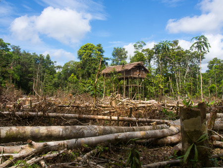 The jungle, Indonesia - January 16, 2015: Houses on the trees. That way Korowaya tribe builds houses in Papuaのeditorial素材