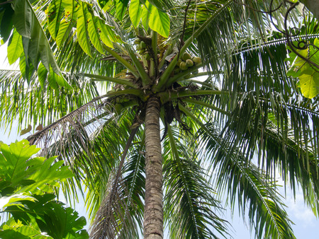 Dekai, Indonesia - January 21, 2015: A giant coconut palm with already ripe fruitsのeditorial素材
