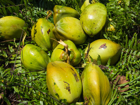 Dekai, Indonesia - January 21, 2015: Fresh broken coconut lying on a green grass.のeditorial素材