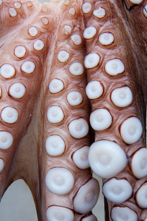 Piraeus, Greece-April 04, 2015: Seafood. Freshly caught octopus hanging outside of the restaurant.のeditorial素材