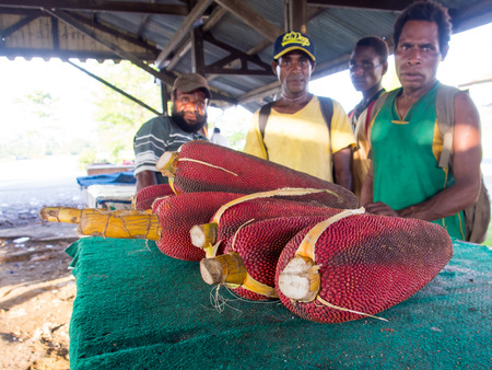 Dekai, Indonesia - January 21, 2015: Red fruit Buah Merah Papua. Miraculous cure for all diseases of the civilized world.のeditorial素材