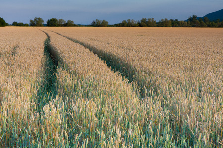 Golden field of ripening wheat on a warm and sunny day