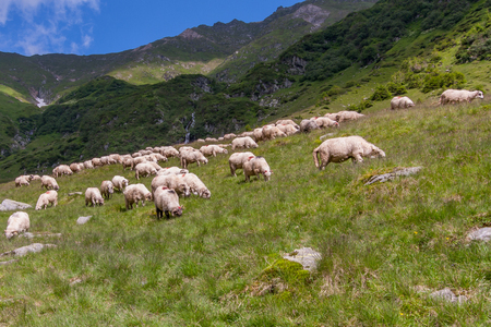 Carpathian Mountains, Romania - July - 05, 2015: The shepherd guarding herd of sheep grazing on the slopes of the Carpathiansのeditorial素材