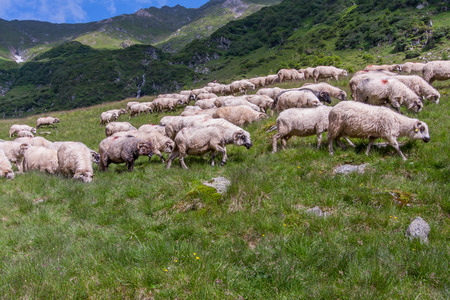 Carpathian Mountains, Romania - July - 05, 2015: The shepherd guarding herd of sheep grazing on the slopes of the Carpathiansのeditorial素材