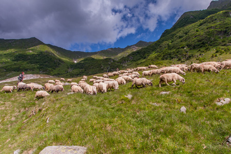 Carpathian Mountains, Romania - July - 05, 2015: The shepherd guarding herd of sheep grazing on the slopes of the Carpathiansのeditorial素材