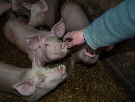 Bobrek , Poland - February 10, 2016: A farmer handing over  his hand towards his pigsの写真素材