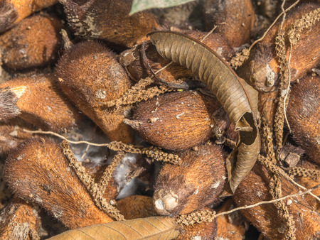 Palmari, Brazil - May 9, 2016:  Flora in the Amazons jungle.のeditorial素材