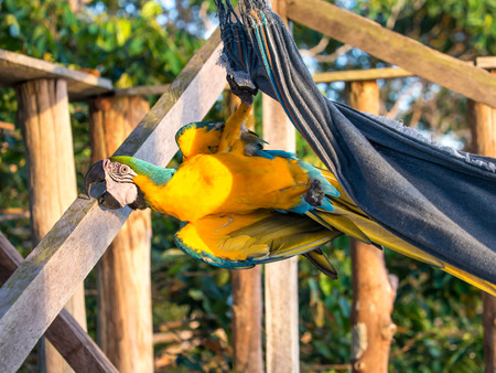Palmari, Brazil - May 06, 2016: Beautiful, blue and yellow parrot (macaw) in the jungle.のeditorial素材