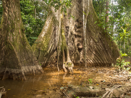 Palmari, Brazil - May 9, 2016: Large, high and old tree with unique roots in the Amazon jungle.のeditorial素材