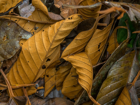 Palmari, Brazil - May 8, 2016:  Flora in the Amazons jungle.のeditorial素材