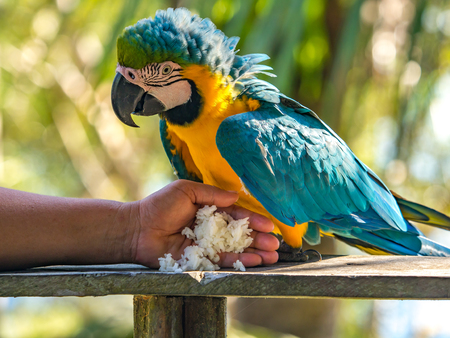 Palmari, Brazil - May 06, 2016: Beautiful, blue and yellow parrot (macaw) in the jungle.のeditorial素材