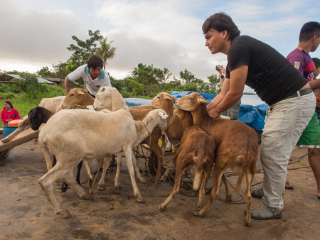 Amazon River, Peru - May 13, 2016: Goats on a deck of a cargo boat  on the Amazon Riverのeditorial素材